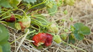 How To Renovate Renew Maintain A Strawberry Bed Organic