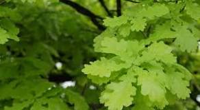 Image result for Acorn Leaf