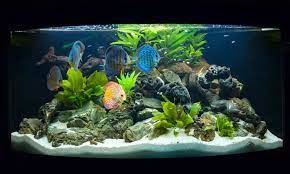 how to set up a freshwater aquarium