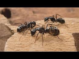 tips to get rid of carpet ants you