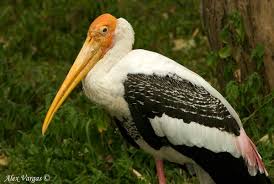Image result for painted stork