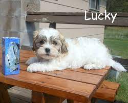 A teddy bear puppy is the result of cross breeding between small dog breeds. Teddy Bear Puppies For Sale In Wisconsin Tiny And Teacup Teddy Bear Puppies Wisconsin Teddy Bear Puppy Breed Teddy Bear Puppies Morkie Puppies Maltipoo Puppy