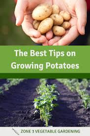 Well, in kansas, we like to plant potatoes around st. Growing Potatoes Determinate Vs Indeterminate Varieties