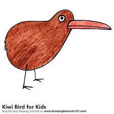 learn how to draw a kiwi bird for kids