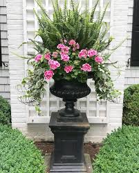 Pink Geraniums Update The Big Urn For