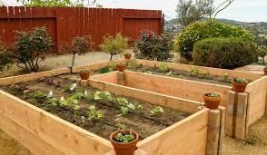 grow together in raised beds