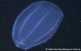 Jellyfish Species Britishseafishing Co Uk