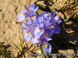 Iris sisyrinchium