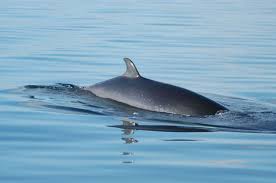 Facts About Whales Whale Dolphin Conservation Usa