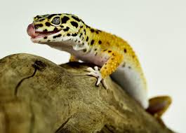 leopard geckos setting up a natural