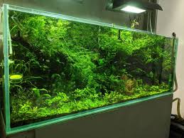 Glass Vs Acrylic Aquariums Guide With