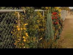 ideas to hide garden fences