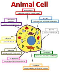 Lets Build An Animal Cell Anchor Chart Animal Cell