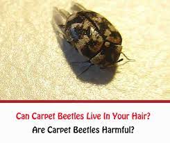 can carpet beetles live in your hair