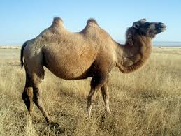Camelus Ferus Bactrian Camel