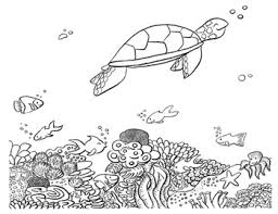 You can print or color them online at getdrawings.com for 480x357 best coral reef coloring pages images on coloring. Free Turtle On The Reef Coloring Page By Cookies And Racecars Tpt
