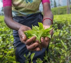 harvesting tea plants tips on how to