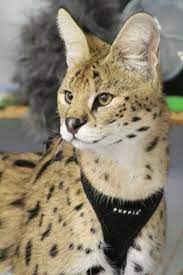 The african serval is slowly expanding into new areas across its historical range but is still being killed for its skin in west africa. African Serval Potawatomi Zoo