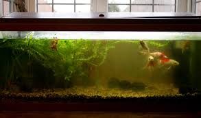 How To Stop Cloudy Water In Fish Tank