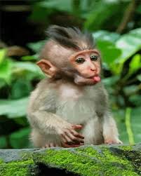 cute baby monkey new paint by numbers