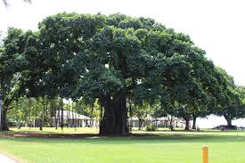 Image result for big tree