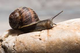 8 surprising snail facts you should