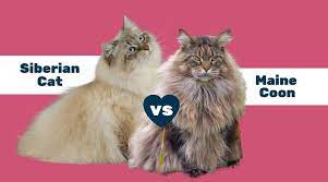 siberian cat vs maine differences