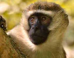Vervet Monkey Chlorocebus Pygerythrus Animals A Z Animals