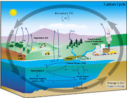 the carbon cycle: sources and sinks