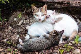 litter come from diffe male cats