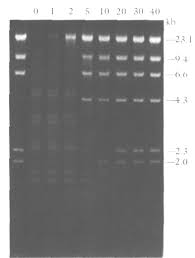 trouble shooting dna electropsis