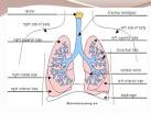 lower respiratory tract