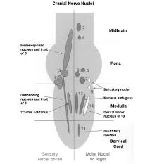 sensory cranial nerve nuclei location