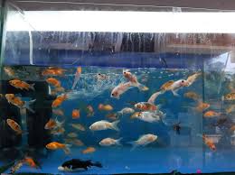 The best pet fish store near you. Top 20 Pet Shops In Margao Goa Best Pet Store Suppliers Justdial