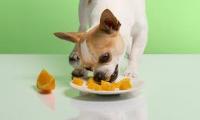 Can Dogs Eat Oranges Everything You