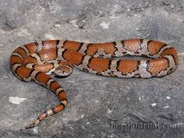 every milk snake we saw this year duw