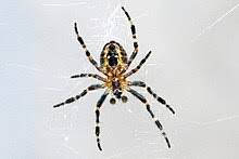 Barn Spider Wikipedia