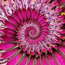 Flower Spiral Hypnotic Gif On Gifer By Grojora