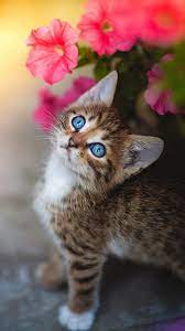 Cute Kitten Blue Eyes Flower 4K Ultra ...