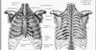 Your ribs provide a rigid protective cage that your rib cage plays an important role in respiration, expanding and contracting as your respiratory muscles, including your diaphragm, work to. What Is Thorax In Humans In The Respiratory System Called Anatomy Sculpture Skeleton Anatomy Thoracic