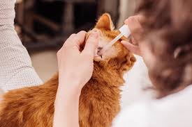 how to clean a cat s ears a simple 10