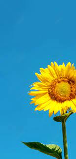 sunflower mobile phone wallpaper images
