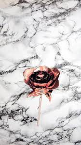 Cute Rose Aesthetic Wallpapers ...
