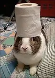 are-toilet-paper-rolls-safe-for-rabbits