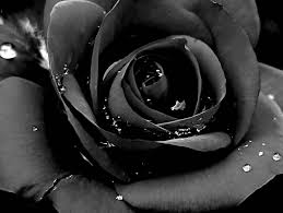 the curious meaning of black roses a