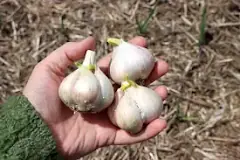 can-i-plant-sprouted-garlic-in-summer