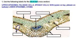 upper epidermis palisade cells