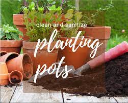 sanitize your planting containers