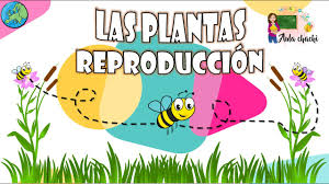 las plantas reproducción aula