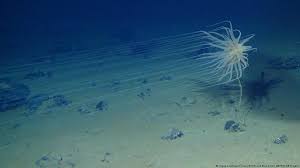 what s the science on deep sea mining